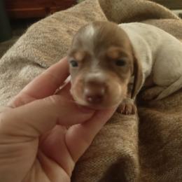 Tiny teddy - Chocolate and tan male Dachshund puppy in Sacramento, California from Family and Farm Friendly Dachshund