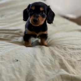 Dachshund Puppies from Southern Paws Dacshunds
