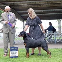 Angel - Rottweiler