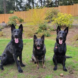 German Shepherd Puppies from Vom Cosabar