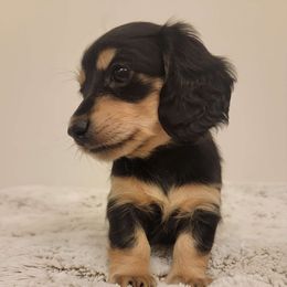 Mabel - Black and cream Dachshund puppy in Star, Idaho from October Hounds