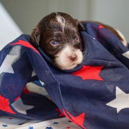 Star - Chocolate female Australian Labradoodle puppy in Dawson, Georgia from Still Pond Australian Labradoodles