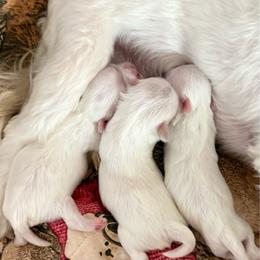 Girl - White female Maltese puppy in San Diego, Temecula, Ontario, California from Yorkie & Maltese Royalty