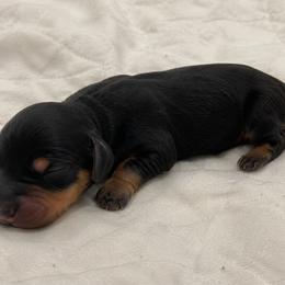 Black and tan boy 3 - Black and tan male Dachshund puppy in Port Orchard, Washington from Haus of Wiener Schnitzel