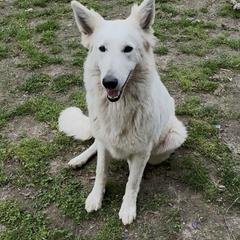 Lyndi - White female Berger Blanc Suisse puppy in Virginia from Wynter Spirit Kennels