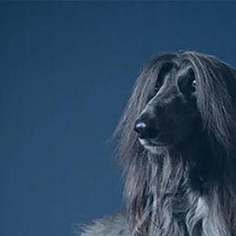 Afghan Hound All Grown Up from Bakura Afghans