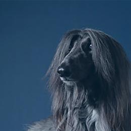 Afghan Hound All Grown Up from Bakura Afghans