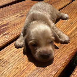 Goldie - Cream female Dachshund puppy in Hawley, Texas from Foxy’s Dachshunds & Toy Aussies