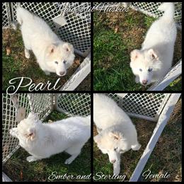 Janice ( ready now we call her pearl) - White female Siberian Husky puppy in Bloomfield, Indiana from Paiges lil huskies