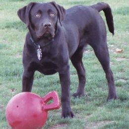Labrador Retrievers from Ivy Spring Farms