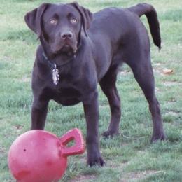 Labrador Retrievers from Ivy Spring Farms