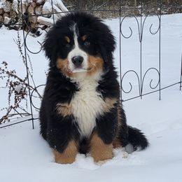 Bernese Mountain Dogs from Fairday