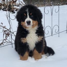 Bernese Mountain Dogs from Fairday