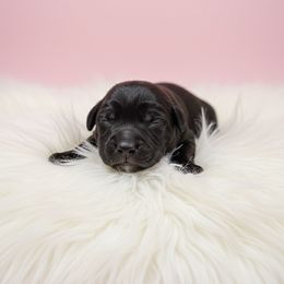 Female 1 - Gray female Cane Corso puppy in Haslet, Texas from Trained To Go Corso Kennels (T.T.G. Corso Kennels)