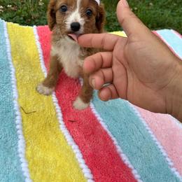 Hayden - Red female Cavapoo puppy in Mint Hill, North Carolina from DoodleForever