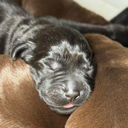 Yellow Collar - Black male Labrador Retriever puppy in Somerset, California from Cantina Labs and Cavs