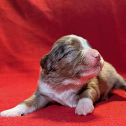 Hank - Red merle male Toy Australian Shepherd puppy in Shepherd, Texas from GAMALA Farm & Kennels