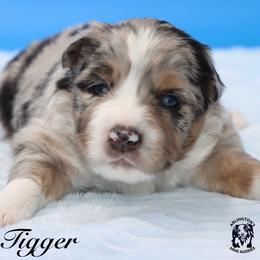 Tigger - Blue merle male Miniature Australian Shepherd puppy in Weeki Wachee, Florida from Arlington's Mini Aussies