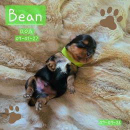 Bean - Black and gold male Yorkshire Terrier puppy in Nitro, West Virginia from Kathryn's Yorkies
