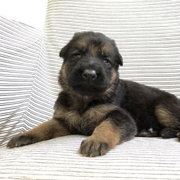 German Shepherd Puppies from Zwinger vom Schneider Wald
