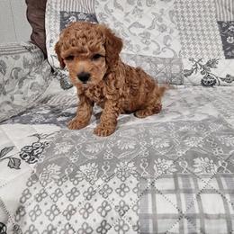 Elisa - Brown female Poodle puppy in Plano, Texas from Dogs lovers