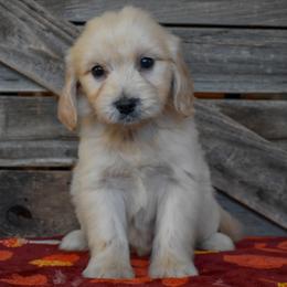 Female 2 of 3 - Apricot female Goldendoodle puppy in Macedon, New York from Toodles Goldendoodles