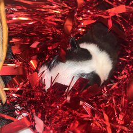 Flounder - Black brindle and white male Boston Terrier puppy in London, Kentucky from Antjie Boston