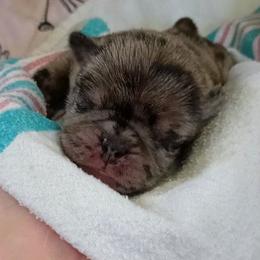 Mystique - Black female Pug puppy in East Bernstadt, Kentucky from Sundance Pugs