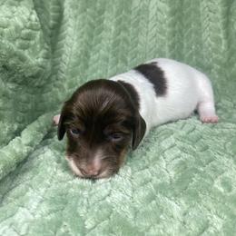Lara - Piebald female Dachshund puppy in Richmond, Virginia from Paw Prints