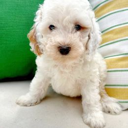 Boy-Raja - Parti male Goldendoodle puppy in Ozark, Missouri from Halo Doodles