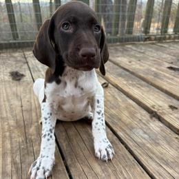 Girl 4 - White and liver female German Shorthaired Pointer puppy in Troy, North Carolina from Uwharrie GSP