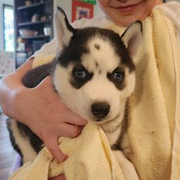 Girl 2 - Black and white female Siberian Husky puppy in Jonesboro, Arkansas from L & A Animal House Siberian Huskies