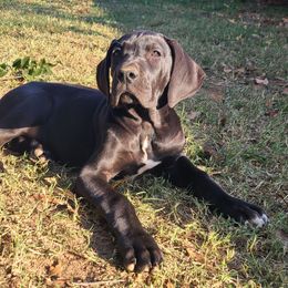 Luna - Black female Great Dane puppy in Kannapolis, North Carolina from Carolina Great Danes & Toy Poodles