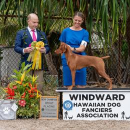 Willow - Vizsla