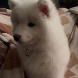 Pebbles - White female Samoyed puppy in Atkinson, Nebraska from Sandhills Samoyeds