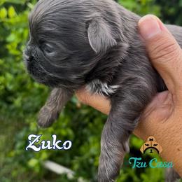 Zuko - Blue male Shih Tzu puppy in Mercedes, Texas from Tzu Casa