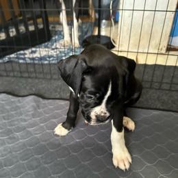 Boy 2 - White male Boxer puppy in Lakeland, Florida from Cote's Boxers