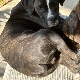 Chalky - Brindle Boxer puppy in Los Angeles, California from Barrow’s Boxers