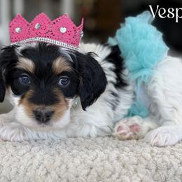 Vesper - Tri-color female Bernedoodle puppy in Henry, Illinois from Rowe Farms Doodles