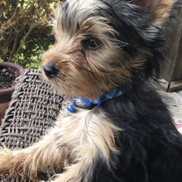 Yorkshire Terrier Puppies from YorkiStars