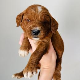 Honey - Red  female Goldendoodle puppy in Auburn, Indiana from Martin’s Doodles