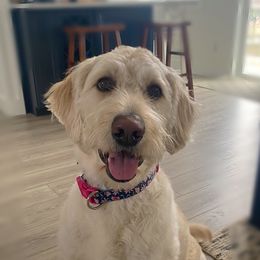 Marley - Labradoodle