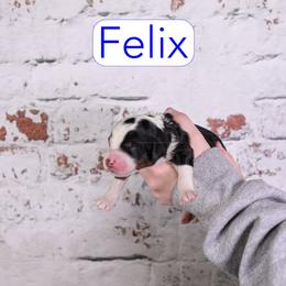 Felix - Black tri-color male Assorted Doodle Crosses puppy in Calhoun, Georgia from Happy Top Doodles