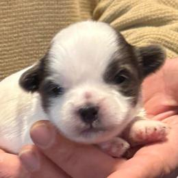 Blue and white boy - Blue and white male Shih Tzu puppy in Berkeley Springs, West Virginia from Sandridge Shih Tzus