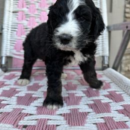 Flower - Aussiedoodle puppy in Idaho from Doodle Doggie Farm