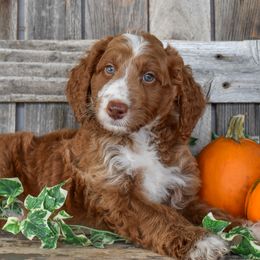 3 Males (1) - Red male Irish Doodle puppy in Macedon, New York from Toodles Goldendoodles
