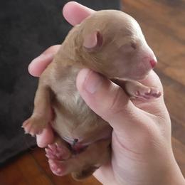 Boy 1 - Apricot male Poodle puppy in Lawton, Oklahoma from My Precious Toy Poodles