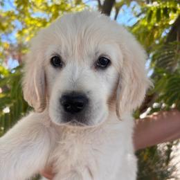 Purple (3700) - Light golden female Golden Retriever puppy in Pahrump, Nevada from Southern Nevada Goldens