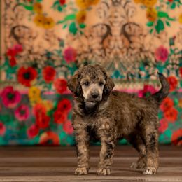 Poodle Puppies from Setting the Standard Poodles
