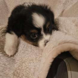 Girl 1 - Black tri female Toy Australian Shepherd puppy in Missouri from MadCat Toy Aussies